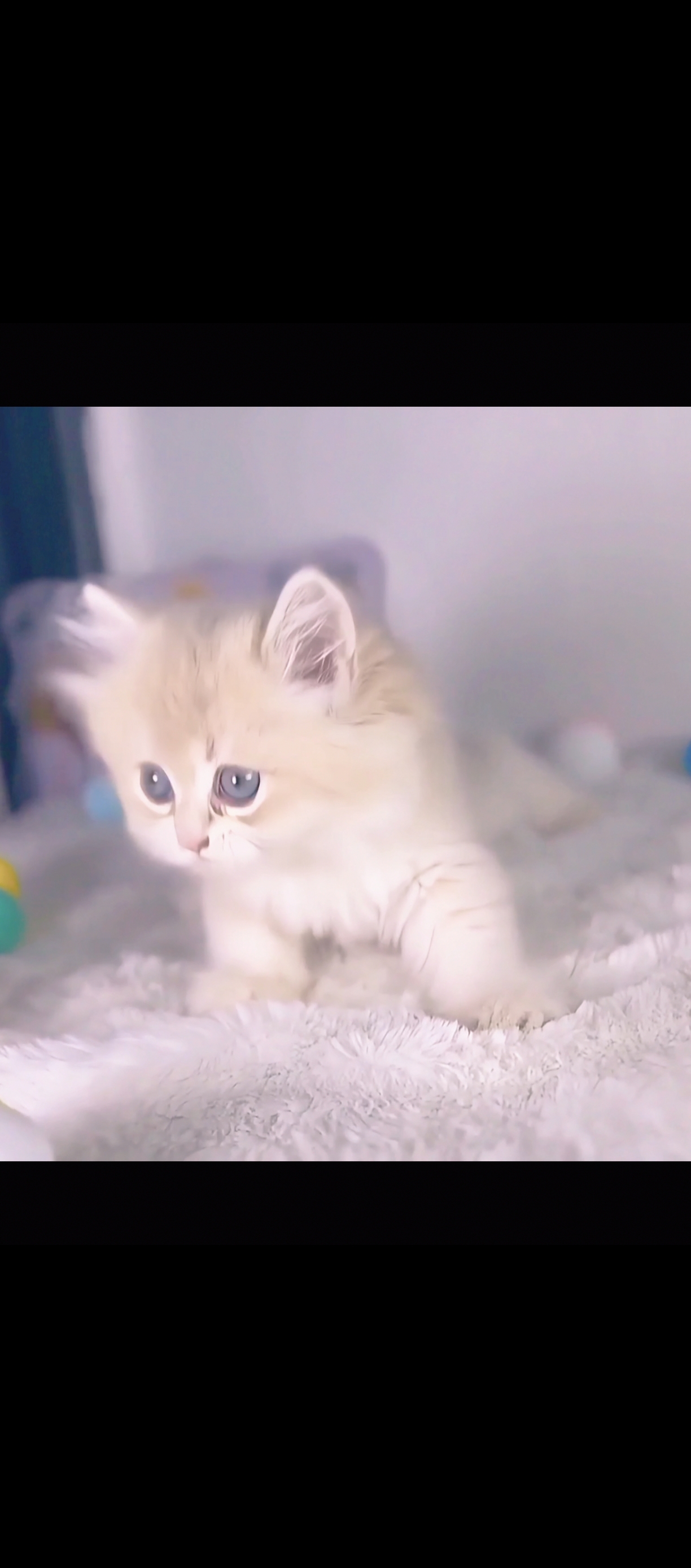 紫金渐层小妹妹，十二色